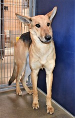 Medium Photo #1 German Shepherd Dog-Unknown Mix Puppy For Sale in San Jacinto, CA, USA