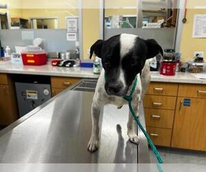 Chihuahua Dogs for adoption in Orange, CA, USA