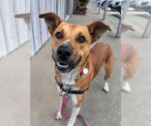 Labrador Retriever-Red Heeler Mix Dogs for adoption in Williamsburg, IA, USA
