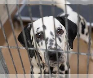 Dalmatian Dogs for adoption in Martinez, CA, USA