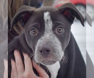 Border Collie-Unknown Mix Dogs for adoption in Huntley, IL, USA