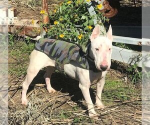 Bull Terrier Dogs for adoption in Rockdale, TX, USA