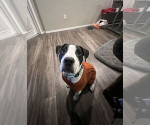 American Pit Bull Terrier-Unknown Mix Dogs for adoption in Chandler, AZ, USA