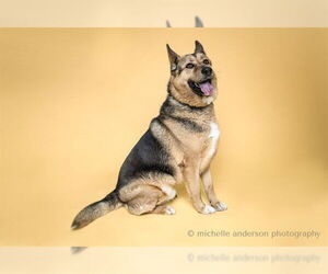German Shepherd Dog Dogs for adoption in Corona, CA, USA