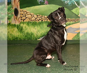 American Pit Bull Terrier-Labrador Retriever Mix Dogs for adoption in Rohnert Park, CA, USA