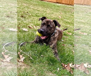 American Pit Bull Terrier-Unknown Mix Dogs for adoption in Germantown, OH, USA