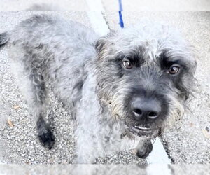 GIANT SCHNAUZER -Poodle (Standard) Mix Dogs for adoption in Houston, TX, USA