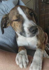 Small Mountain Cur-Pointer Mix