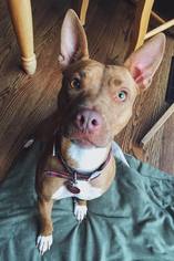 Carolina Dog Dogs for adoption in Canton, CT, USA