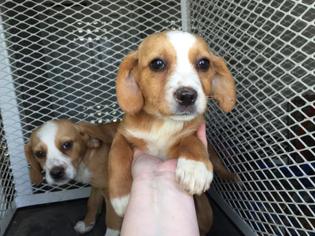 Bocker Dogs for adoption in Modesto, CA, USA