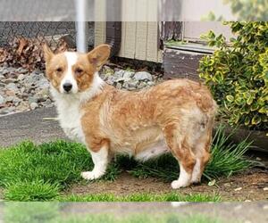 Pembroke Welsh Corgi Dogs for adoption in Smithfield, PA, USA