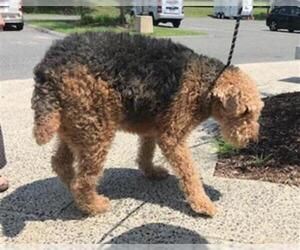 Airedale Terrier Dogs for adoption in Springfield, MA, USA