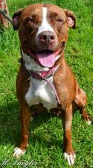 American Pit Bull Terrier-Unknown Mix Dogs for adoption in Rome, NY, USA