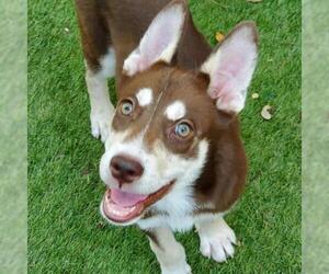 Siberian Husky Dogs for adoption in Von Ormy, TX, USA