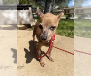 Chihuahua Dogs for adoption in San Antonio, TX, USA