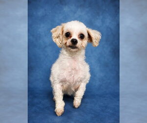 Maltese Dogs for adoption in Westminster, MD, USA