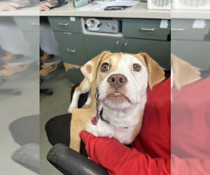 Mutt Dogs for adoption in Boston, MA, USA