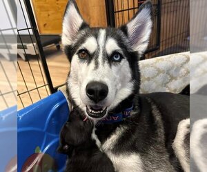 Siberian Husky Dogs for adoption in Omaha, NE, USA