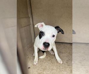 American Pit Bull Terrier-Unknown Mix Dogs for adoption in Oklahoma City, OK, USA