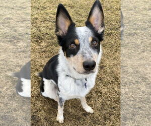 Mutt Dogs for adoption in Garden City, NY, USA