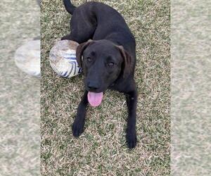 Labrador Retriever-Unknown Mix Dogs for adoption in Katy, TX, USA