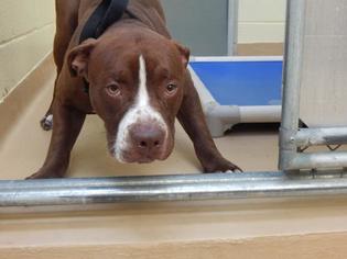 Boxer Dogs for adoption in Clarkesville, GA, USA