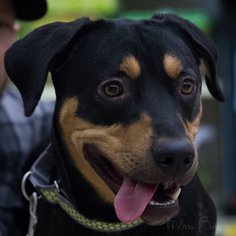 Medium Photo #1 Rottweiler-Unknown Mix Puppy For Sale in Brooklyn Center, MN, USA