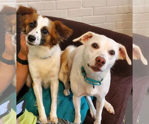 Mutt Dogs for adoption in Bardstown, KY, USA