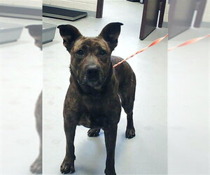 German Shepherd Dog-Unknown Mix Dogs for adoption in Fayetteville, NC, USA