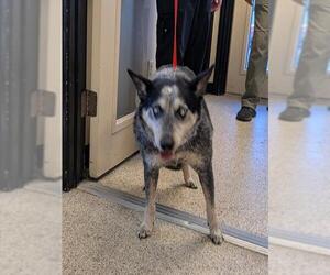 Mutt Dogs for adoption in Georgetown, TX, USA