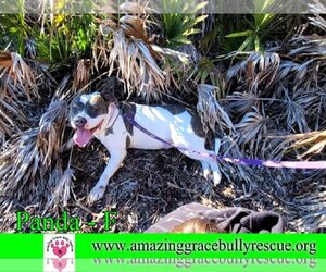 American Bulldog Dogs for adoption in Pensacola, FL, USA