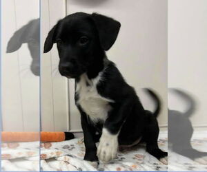 Labrador Retriever-Unknown Mix Dogs for adoption in Aurora, IN, USA