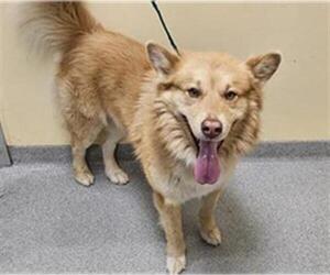 Chow Chow-Siberian Husky Mix Dogs for adoption in Orange, CA, USA