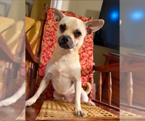 Chug Dogs for adoption in Cranston, RI, USA