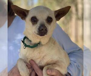 Chihuahua Dogs for adoption in Freeport, FL, USA