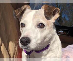 Jack Russell Terrier Dogs for adoption in Millersville, MD, USA