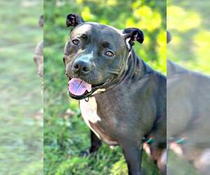 American Pit Bull Terrier Dogs for adoption in Cranford, NJ, USA