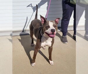American Staffordshire Terrier Dogs for adoption in Louisville, KY, USA