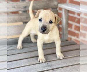 Chinese Shar-Pei Dogs for adoption in Opelika, AL, USA