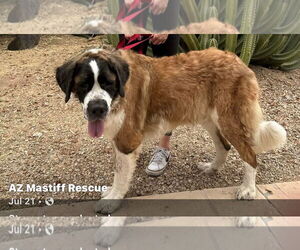 Saint Bernard Dogs for adoption in Goodyear, AZ, USA