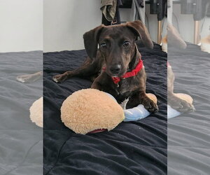 Dachshund-Unknown Mix Dogs for adoption in Stover, MO, USA