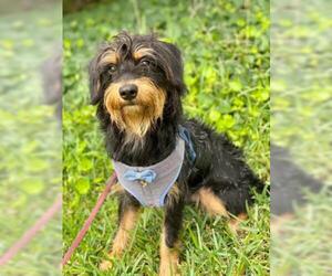 Silky Terrier Dogs for adoption in Waco, TX, USA