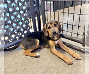 Mutt Dogs for adoption in Williamsburg, IA, USA