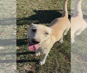 Labrador Retriever Dogs for adoption in Conroe, TX, USA
