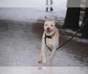 American Staffordshire Terrier-Labrador Retriever Mix Dogs for adoption in Brooklyn, NY, USA