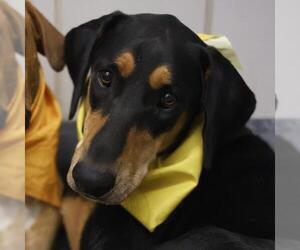 Doberman Pinscher-Unknown Mix Dogs for adoption in San Antonio, TX, USA