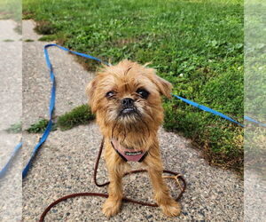 Brussels Griffon Dogs for adoption in St. Louis Park, MN, USA