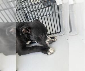 American Pit Bull Terrier-Unknown Mix Dogs for adoption in Houston, TX, USA