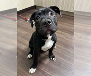 Boxer-Mastiff Mix Dogs for adoption in Fishers, IN, USA