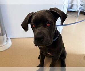 Mutt Dogs for adoption in San Clemente, CA, USA